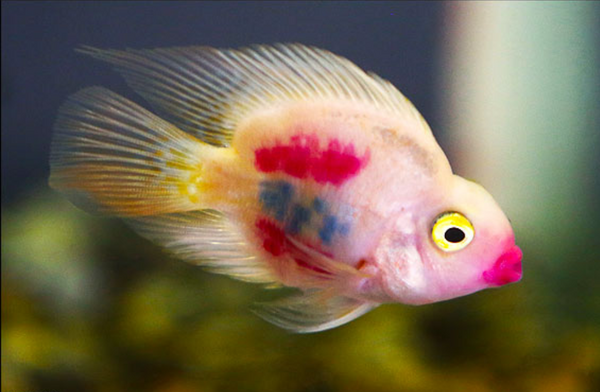 عکس کلبه منظره