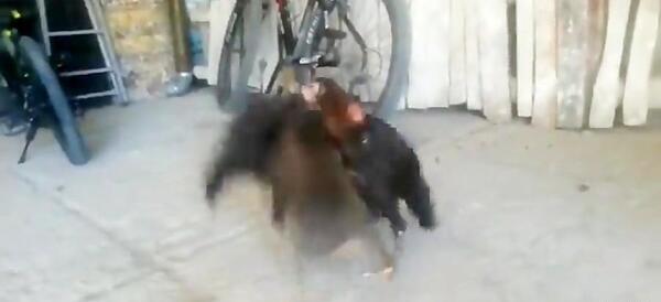 عکس آکواریوم لاک پشت