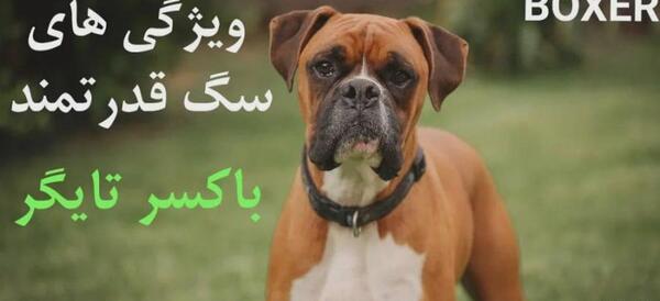 عکس سگ باکسر