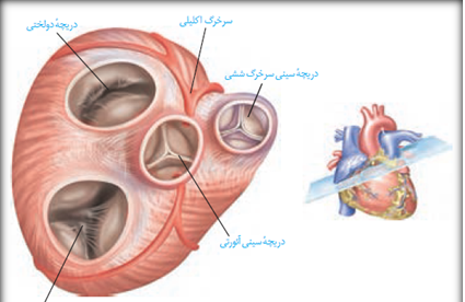 عکس قلب انسان باز شده