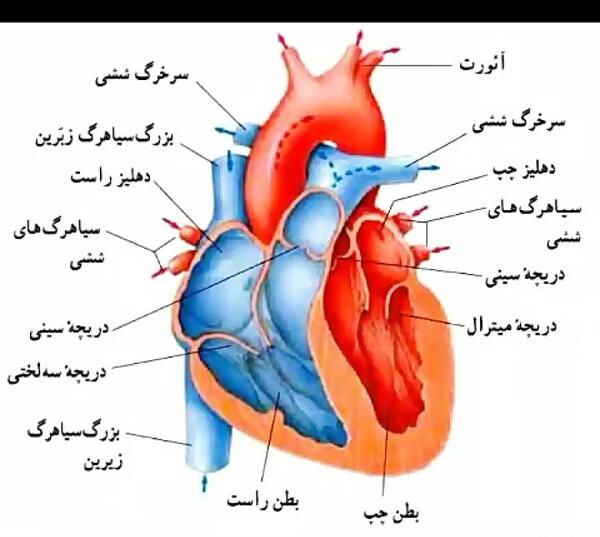 عکس قلب انسان باز شده