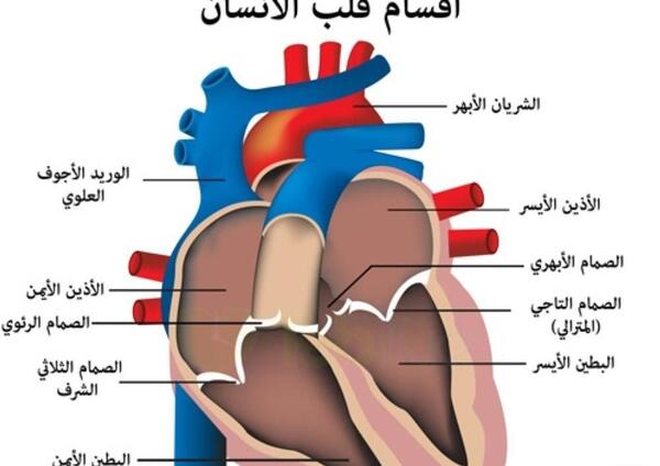 عکس قلب انسان باز شده