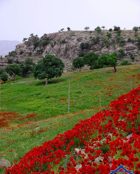 عکس زیبا از طبیعت ایلام