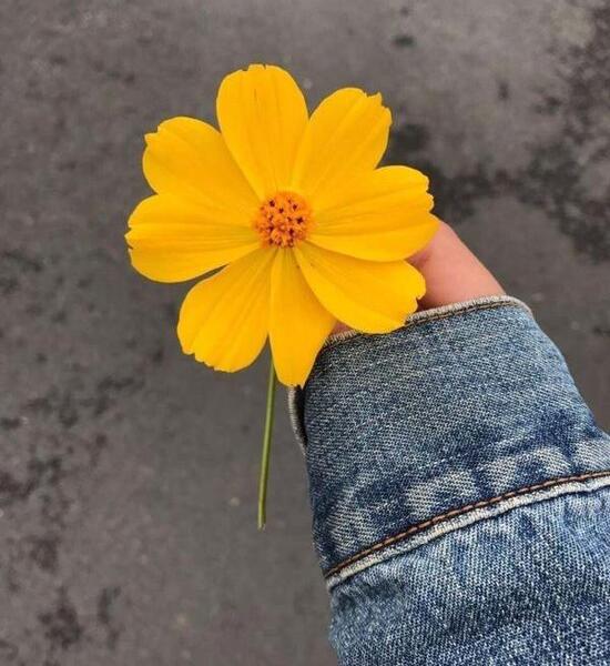 عکس پروفایل زیبا دخترانه گل