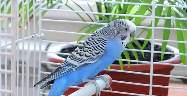 عکس مرغ عشق انگلیسی گرید b