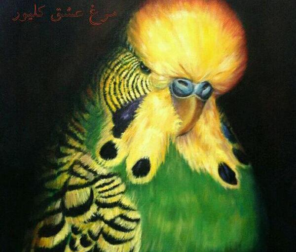 عکس مرغ عشق انگلیسی گرید b