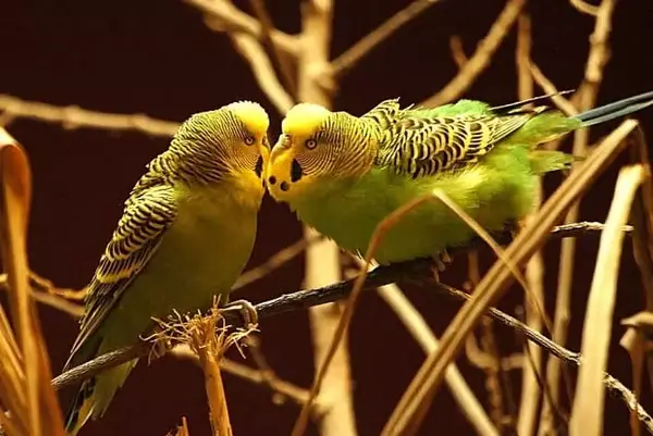 عکس مرغ عشق انگلیسی گرید b