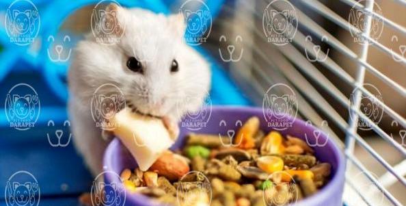 عکس همستر فنجانی