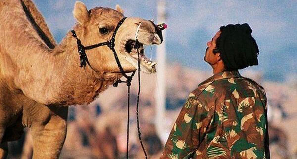 عکس شتر زشت
