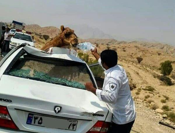 عکس شتر زشت