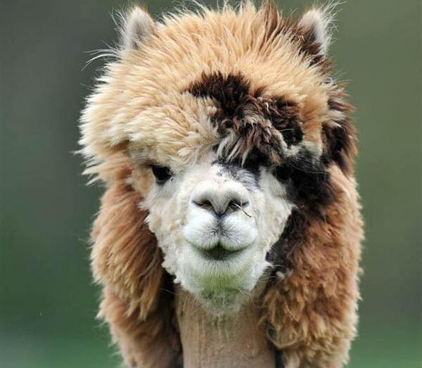 عکس شتر زشت