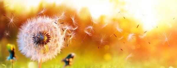 عکس زیبا فصل بهار