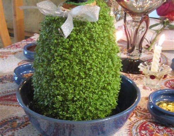 عکس سبزه تخمه شربتی