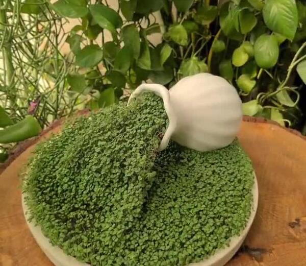عکس سبزه تخمه شربتی