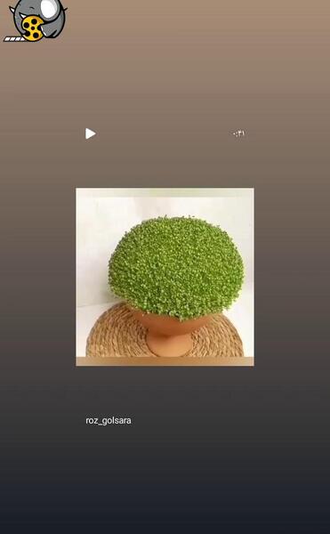 عکس سبزه تخمه شربتی