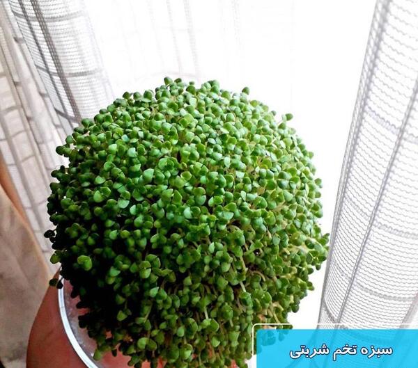 عکس سبزه تخمه شربتی
