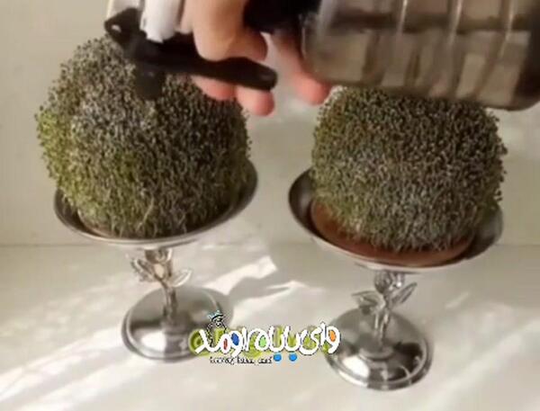 عکس سبزه تخمه شربتی