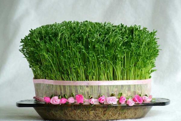 عکس سبزه عید روی عروسک
