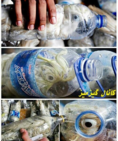 عکس طوطی عروسکی