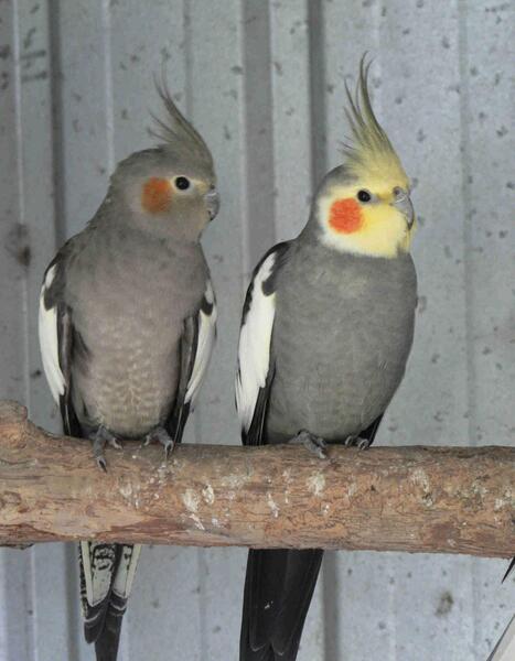 عکس طوطی عروسکی