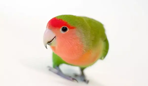عکس طوطی عروسکی