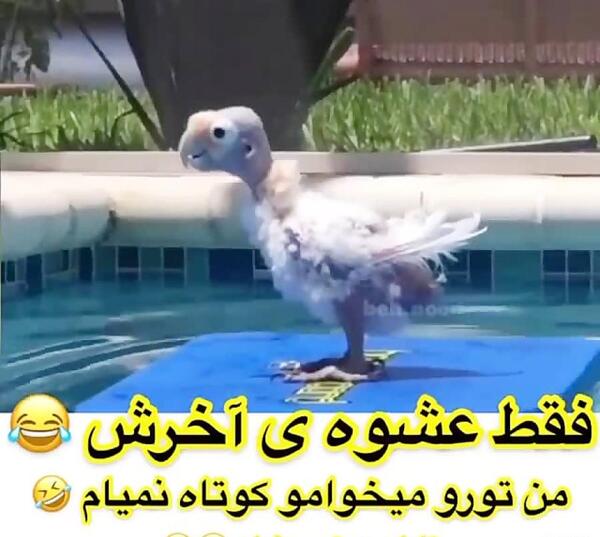 عکس طوطی عروسکی