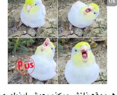 عکس طوطی عروسکی
