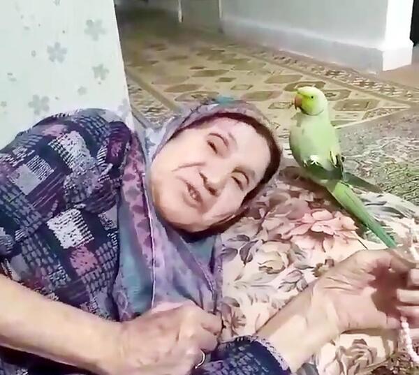 عکس طوطی هندی