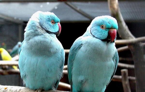 عکس طوطی هندی