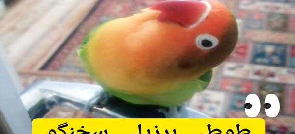عکس خوابیدن طوطی