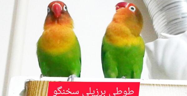 عکس خوابیدن طوطی