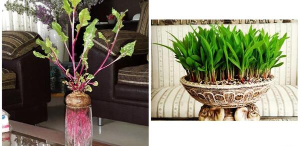 عکس لبو برای سبزه عید
