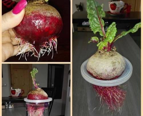 عکس لبو برای سبزه عید