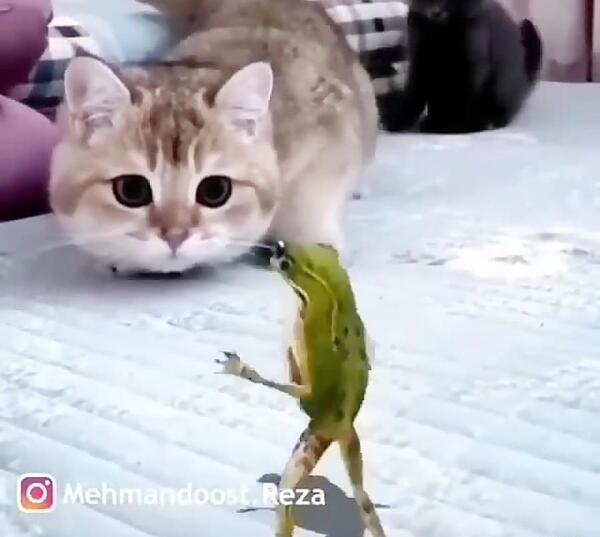 عکس نی نی و گربه