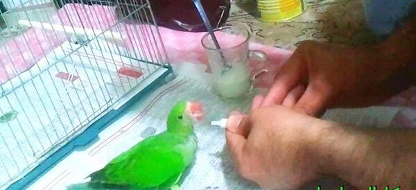 عکس بچه طوطی