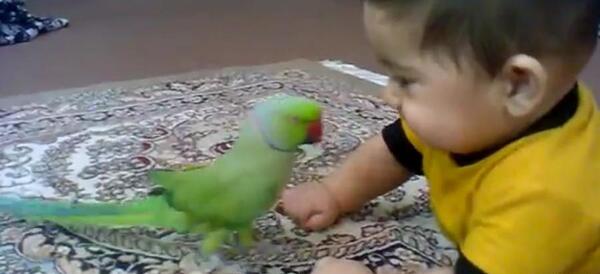 عکس بچه طوطی