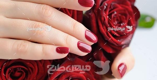 عکس چند شاخه گل رز قرمز