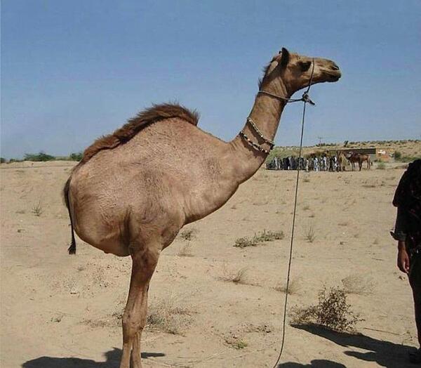 عکس شتر پنهان