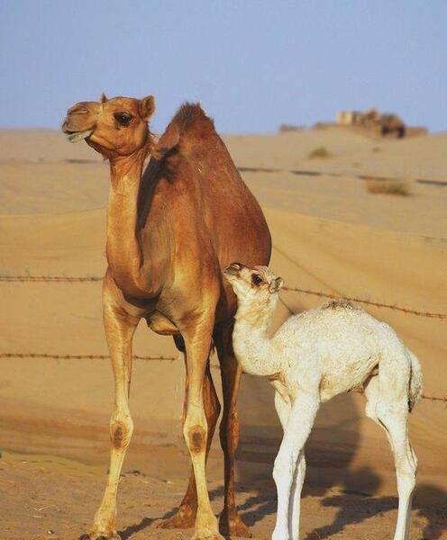 عکس شتر پنهان