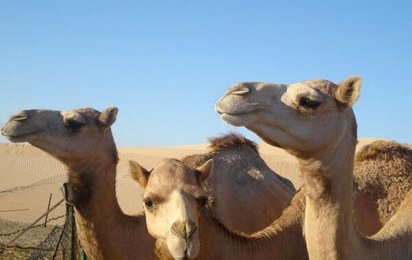 عکس شتر پنهان
