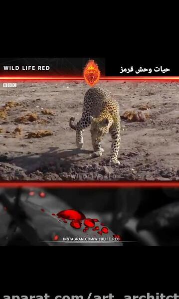 عکس یوزپلنگ قرمز