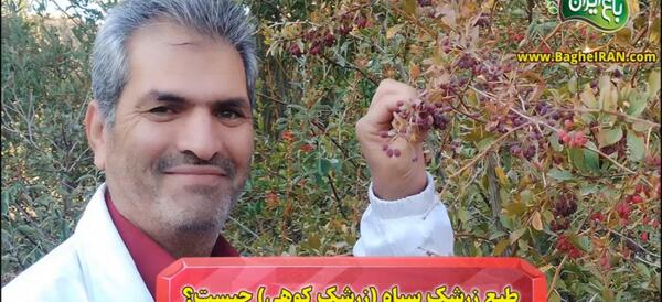 عکس زرشک کوه