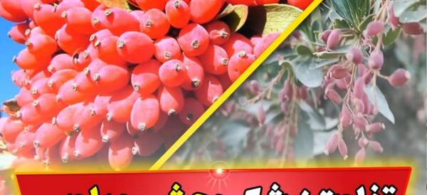 عکس زرشک کوه
