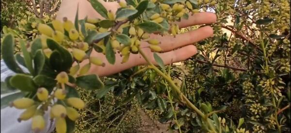 عکس زرشک کوه
