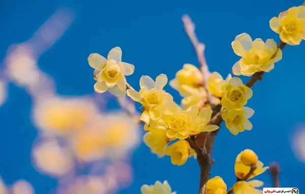عکس گل یخ برای پروفایل