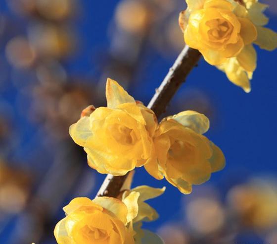 عکس گل یخ برای پروفایل