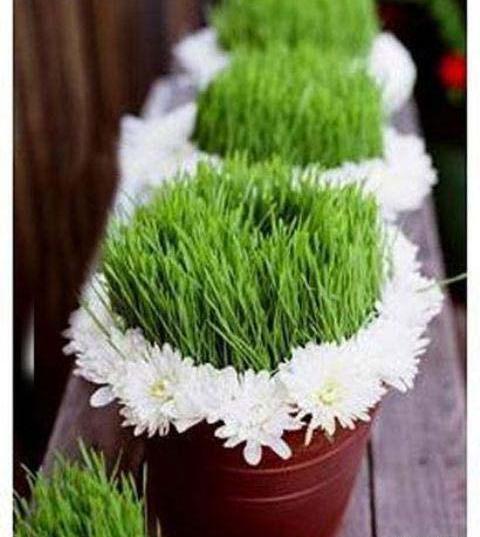 عکس سبزه عید با منداب