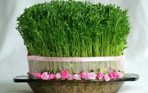 عکس سبزه عید با منداب