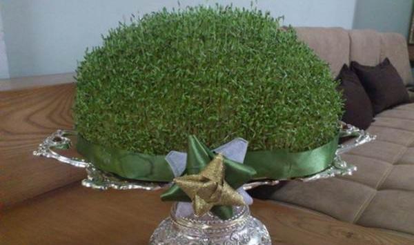عکس سبزه عید با منداب