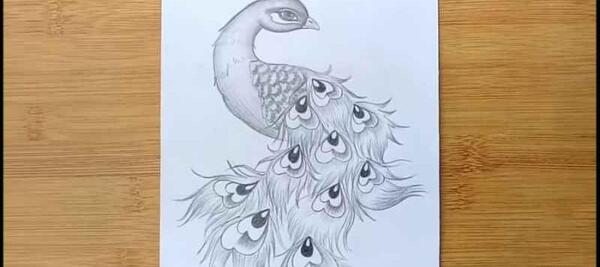 عکس طرح طاووس برای نقاشی